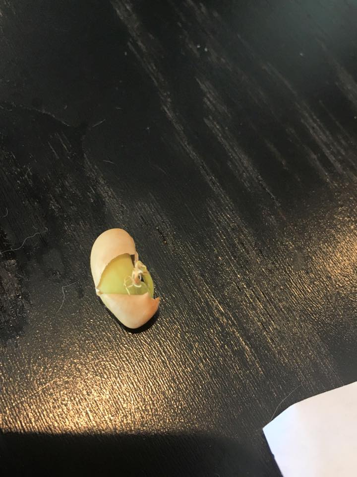 14449853_671031503064543_4451896633150402870_n